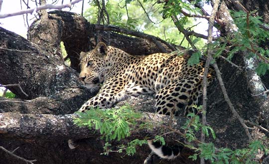 Leopard im Krüger Nationalpark, Südafrika. © Foto: Gary Rose