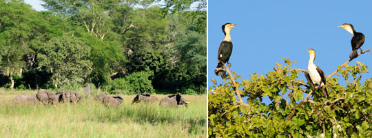 Liwonde NP, Malawi © Fotos: Marco Penzel | Outback Africa Erlebnisreisen
