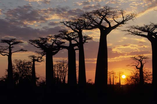 Allee der Baobabs bei Morondava (Madagaskar)
