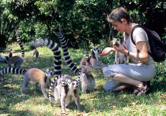 Katta-Lemuren in Nahampoana (Madagaskar)
