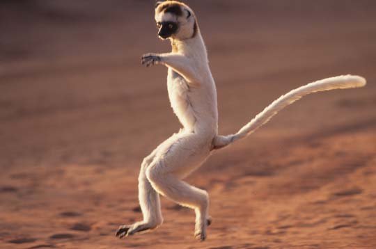Sifaka-Lemur (Madagaskar)