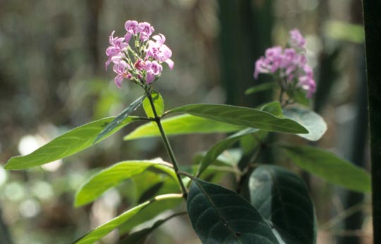 Blume in Périnet (Madagaskar)
