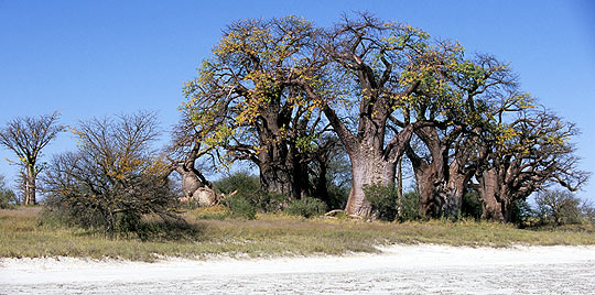 Baines Baobabs im Nxai Pan Nationalpark, Botswana © Foto: Marco Penzel | Outback Africa Erlebnisreisen
