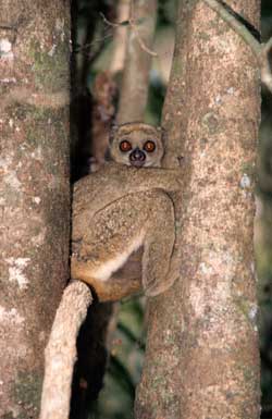 Wollmaki in Madagaskar. © Foto: Informationsdienst Wissenschaft e.V./Universität Zürich