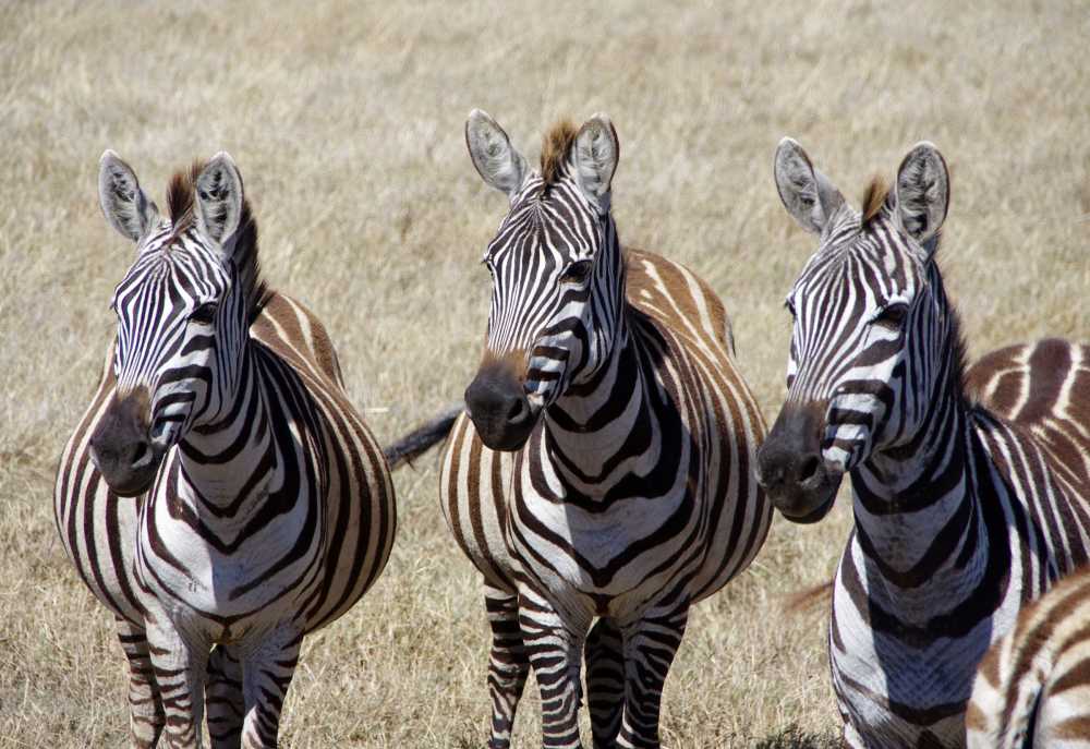 WILD LIFE Safari Dschungel Steppe Savanne Meer Tiere inkl Neuheiten Zebra Löwe 