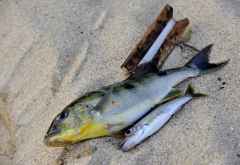 Yellowbellies - nur mit einer Schnur und Haken im Tanganyika-See gefangen. &copy; Foto: Marco Penzel | Outback Africa
