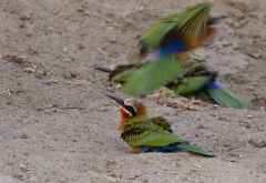 Selous Game Reserve, Weißstirnspinte (White-fronted bee-eaters) beim Sandbad &copy; Foto: Ulrike Pârvu | Outback Africa
