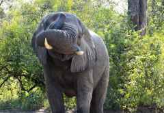 Elefant im Zambezi Nationalpark © Foto: Ulrike Pârvu | Outback Africa Erlebnisreisen
