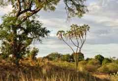 Doumpalmen im Meru Nationalpark &copy; Foto: Marco Penzel | Outback Africa