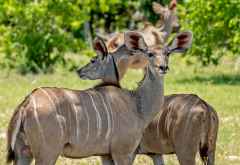 Kuduweibchen in Khwai, Botswana © Foto: Marco Penzel | Outback Africa