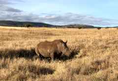 Breitmaulnashorn, Lewa Wildreservat &copy; Foto: Svenja Penzel | Outback Africa