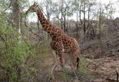 Pirschfahrt in Madikwe, Giraffe &copy; Foto: Jens Doering | Outback Africa