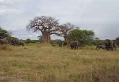 Elefanten im Tarangire Nationalpark &copy; Foto: Judith Nasse | Outback Africa
