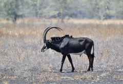Sable Antilope im Ruaha Nationalpark, Südtansania &copy; Foto: M. Riede / R. Kausen