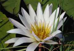 Tagseerose, Okavango &copy; Foto: Susanne Schlesinger | Outback Africa