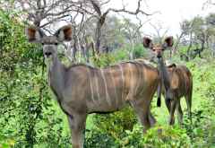Kudus in Moremi © Foto: S.Schlesinger| Outback Africa
