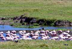 Flamingos am Lake Magadi, Ngorongoro-Krater &copy; Foto: Judith Nasse | Outback Africa Erlebnisreisen