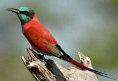 Scharlachspint (Carmine Bee-Eater) in Selous &copy; Foto: Andrew Molinaro