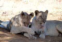 Löwenrudel im Madikwe Wildreservat &copy; Foto: Jens Doering | Outback Africa