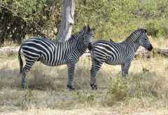 Ruaha Nationalpark, Zebras &copy; Foto: Ulrike Pârvu | Outback Africa