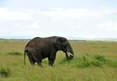 Elefant im Westen der Massai Mara &copy; Foto: Svenja Penzel | Outback Africa