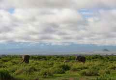 Elefanten vor dem Kilimanjaro, nur die Wolken verdecken den Gipfel © Foto: Marco Penzel | Outback Africa