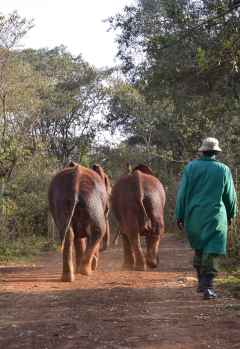 Nach Hause, Sheldrick Wildlife Trust &copy; Foto: Susanne Schlesinger | Outback Africa