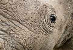 Nashörner haben im Verhältnis zum Körper sehr kleine Augen und sehen schlecht, Ol Pejeta Schutzgebiet © Foto: Jacqueline Korb | Outback Africa Erlebnisreisen