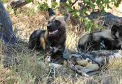 Wildhunde im Kwando Reservat &copy; Foto: Marco Penzel | Outback Africa