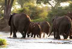 Elefanten am Sambesi, Sambia &copy; Foto: Susanne Schlesinger | Outback Africa