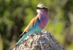 Gabelracke (Lilac Breasted Roller), Moremi &copy; Foto: Susanne Schlesinger | Outback Africa