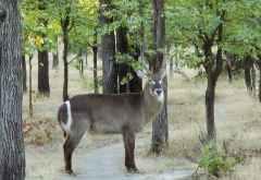 Wasserbock im Liwonde Nationalpark, Malawi &copy; Foto: Ulrike Pârvu | Outback Africa Erlebnisreisen