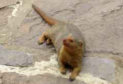 Schlankichneumon (Mongoose) an einem Rastplatz in der Serengeti &copy; Foto: S.Schlesinger