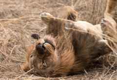 Löwe im Kafue Nationalpark &copy; Foto: Marco Penzel | Outback Africa