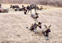 Afrikanische Wildhunde im Lower Zambezi National Park © Foto: Ulrike Pârvu | Outback Africa Erlebnisreisen