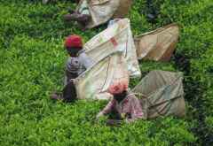 Teepflücker auf dem Satemwa-Estate, Malawi &copy; Foto: Susanne Schlesinger | Outback Africa
