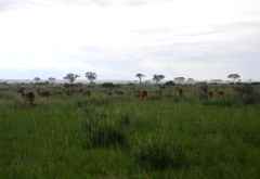 Im Ishasha-Sektor des Queen Elizabeth Nationalparks &copy; Foto: Svenja Penzel | Outback Africa