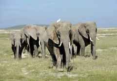 Elefanten im Amboseli NP © Foto: Svenja Penzel | Outback Africa