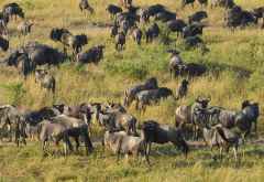 Massai Mara, Gnus und Zebras &copy; Foto: Susanne Schlesinger | Outback Africa