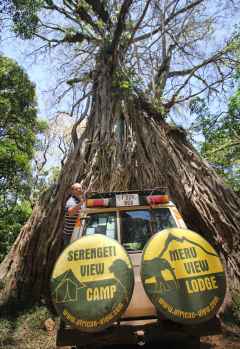 Am Fig Tree, Arusha Nationalpark © Foto: Horst Amrhein