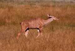 Nachmittagspirsch im Caprivistreifen, weiblicher Kudu © Foto: Doreen Schütze | Outback Africa