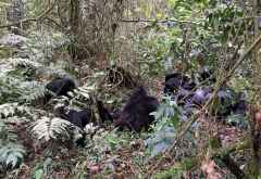 Die Gorilla-Familie Rushegura im Bwindi Forest &copy; Foto: Svenja Penzel | Outback Africa