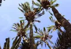 Riesige Palmen, von Karen Blixen gepflanzt &copy; Foto: Susanne Schlesinger | Outback Africa