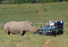Nashorn im Kariega Game Reserve. &copy; Foto: Jens Döring | Outback Africa