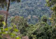 Regenwald im Bwindi Nationalpark, Uganda &copy; Foto: Marco Penzel | Outback Africa