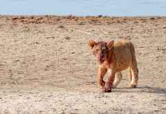 Junger Löwe am Ufer des Luangwa &copy; Foto: Marco Penzel | Outback Africa