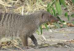Zebramanguste in Chobe © Foto: Susanne Schlesinger | Outback Africa