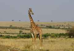 Massai Mara &copy; Foto: Judith Nasse | Outback Africa