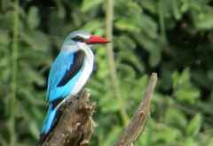 Senegalliest (Woodland Kingfisher), South Luangwa Nationalpark &copy; Foto: Susanne Schlesinger | Outback Africa