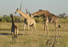 Giraffen bei einer Morgenpirschfahrt, Abu Camp &copy; Foto: Ulrike Pârvu | Outback Africa